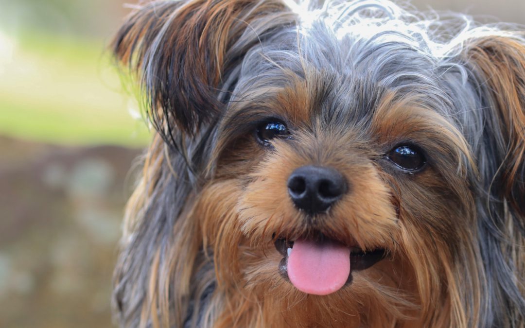 Top 10 Best Training Treats for Yorkie Puppies