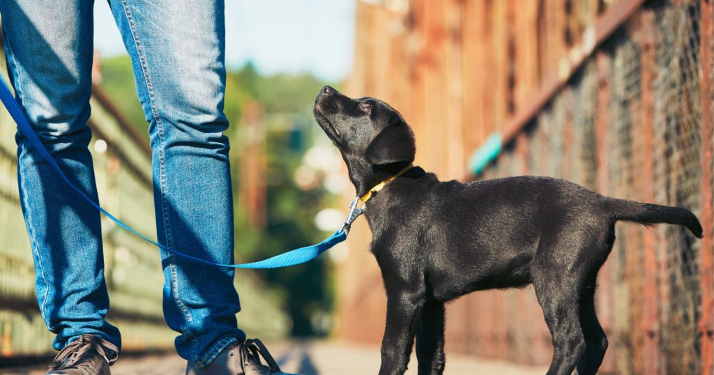 Knowing when to start puppy training classes will help you raise a more well-behaved dog. Learn the answer, plus find out where to go for them!