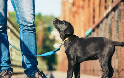 Puppy Training Classes – When, Where, and Why to Take Them