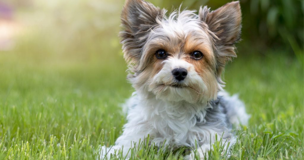 puppy regressing potty training