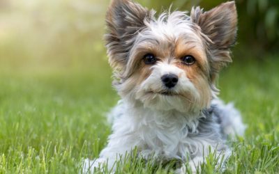 7 Tips on Dealing with Yorkie Potty Training Regression