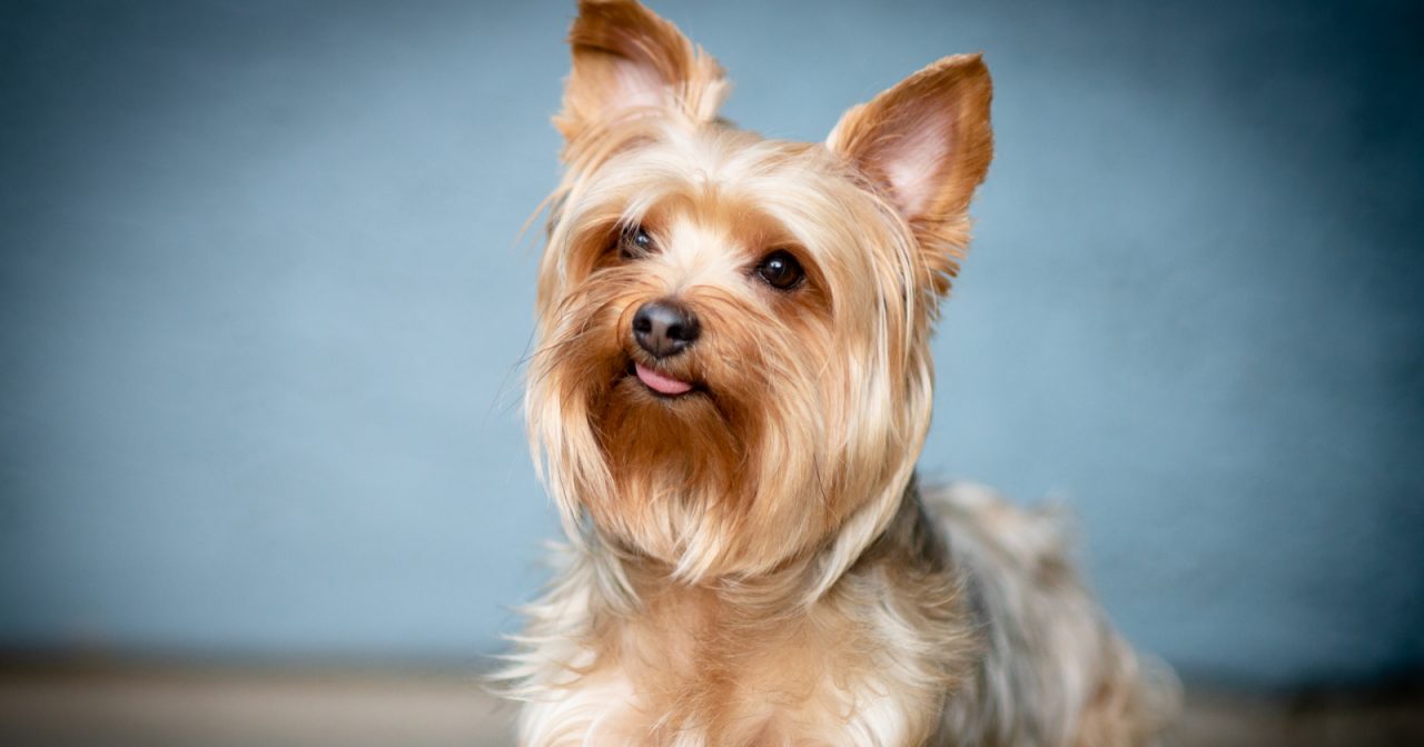 3 Easy Methods to Teach a Yorkie to Sit Alpha Trained Dog