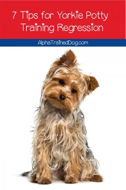 7 Tips on Dealing with Yorkie Potty Training Regression - Alpha Trained Dog