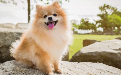 Top 5 Best Dog Crates for Pomeranians (with Reviews)