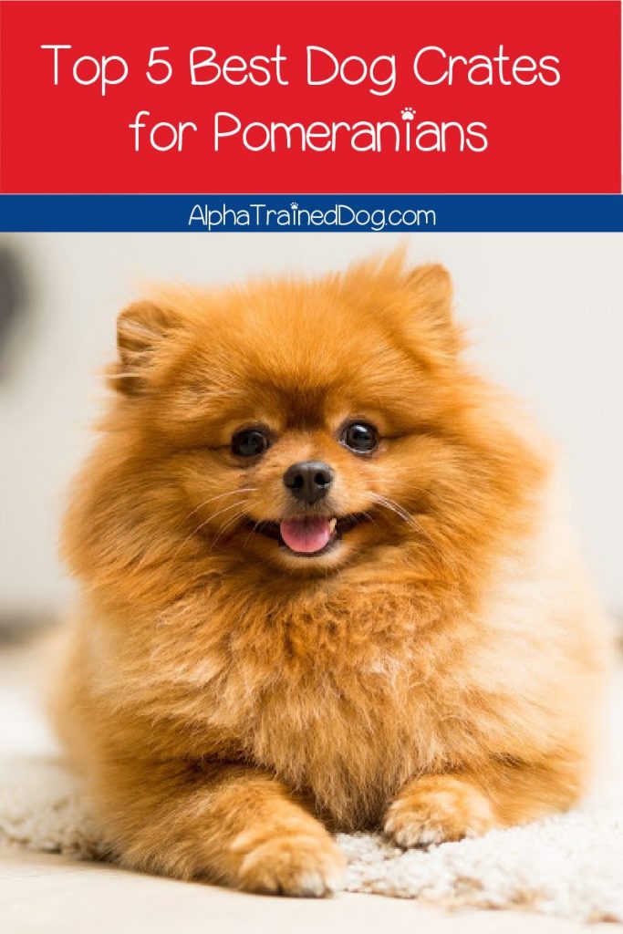 If you're searching for the absolute best dog crates for Pomeranians, let me give you a hand! Check out our top 5 favorites! 