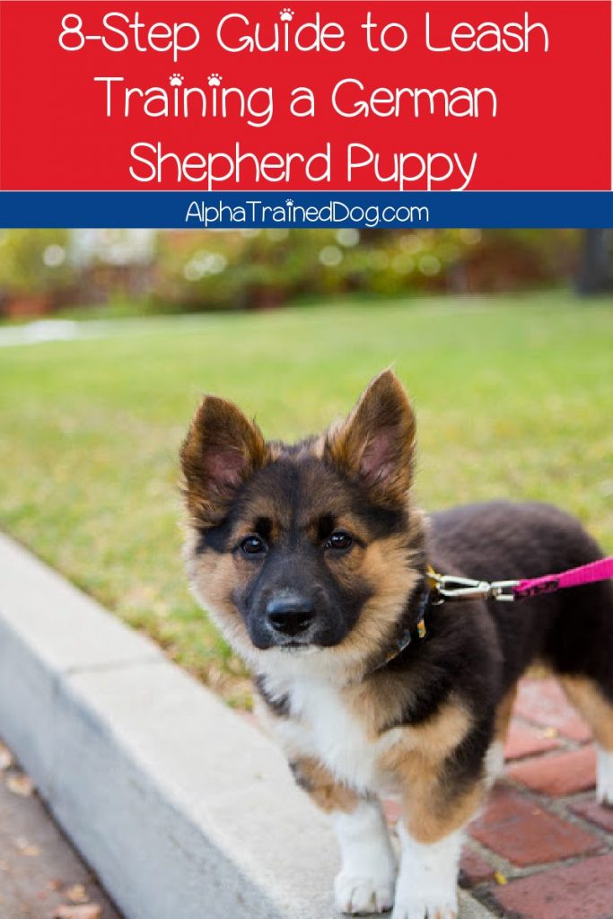 Having trouble leash training your German Shepherd puppy? Our easy 8-step guide will have your pup walking nice on a leash in no time!