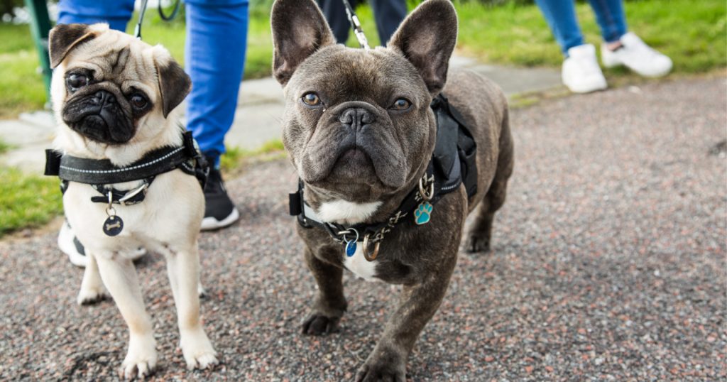 Need to know how to train a French Bulldog? Just because they're a bit stubborn doesn't mean it isn't possible! Check out our tips to make it easier!