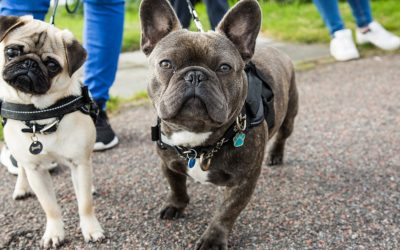 9 Superb Tips on How to Train a French Bulldog Puppy