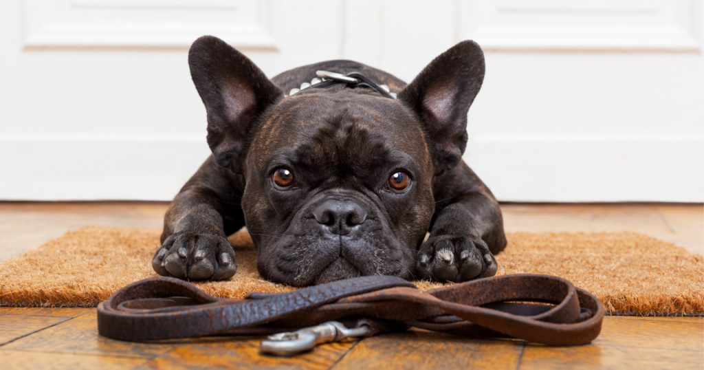 Need to know how to train a French Bulldog? Just because they're a bit stubborn doesn't mean it isn't possible! Check out our tips to make it easier!