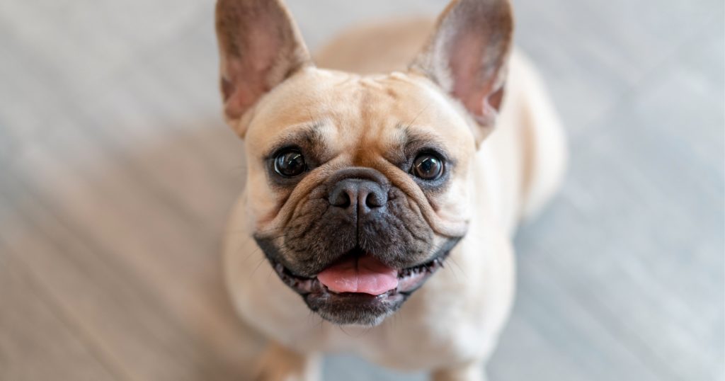 Need to know how to train a French Bulldog? Just because they're a bit stubborn doesn't mean it isn't possible! Check out our tips to make it easier!
