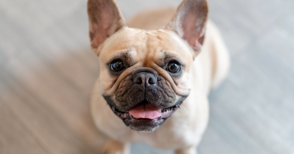 9 Superb Tips on How to Train a French Bulldog Puppy - Alpha Trained Dog
