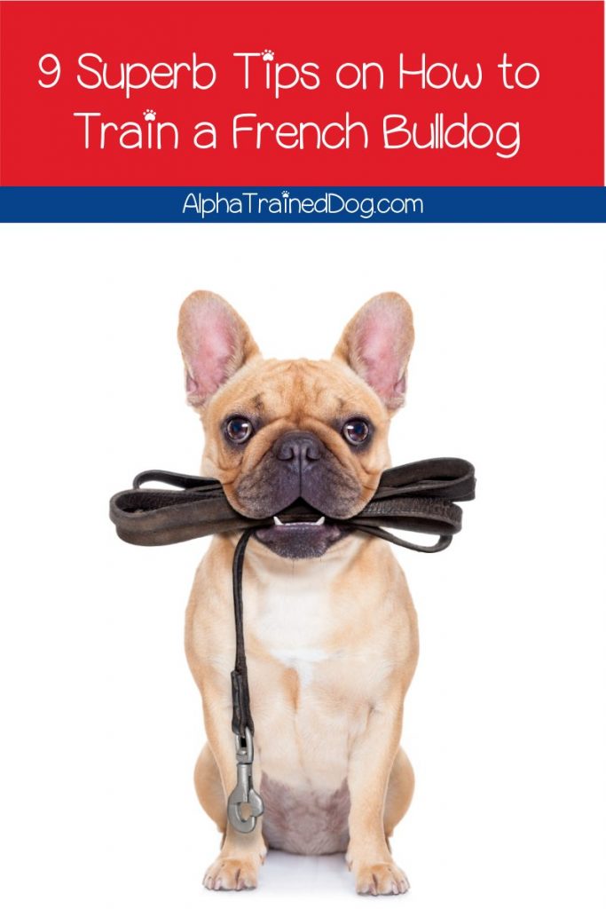 Need to know how to train a French Bulldog puppy? Just because they're a bit stubborn doesn't mean it isn't possible! Check out our tips to make it easier!