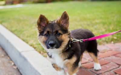 The Ultimate 8-Step Guide to Leash Training a German Shepherd Puppy