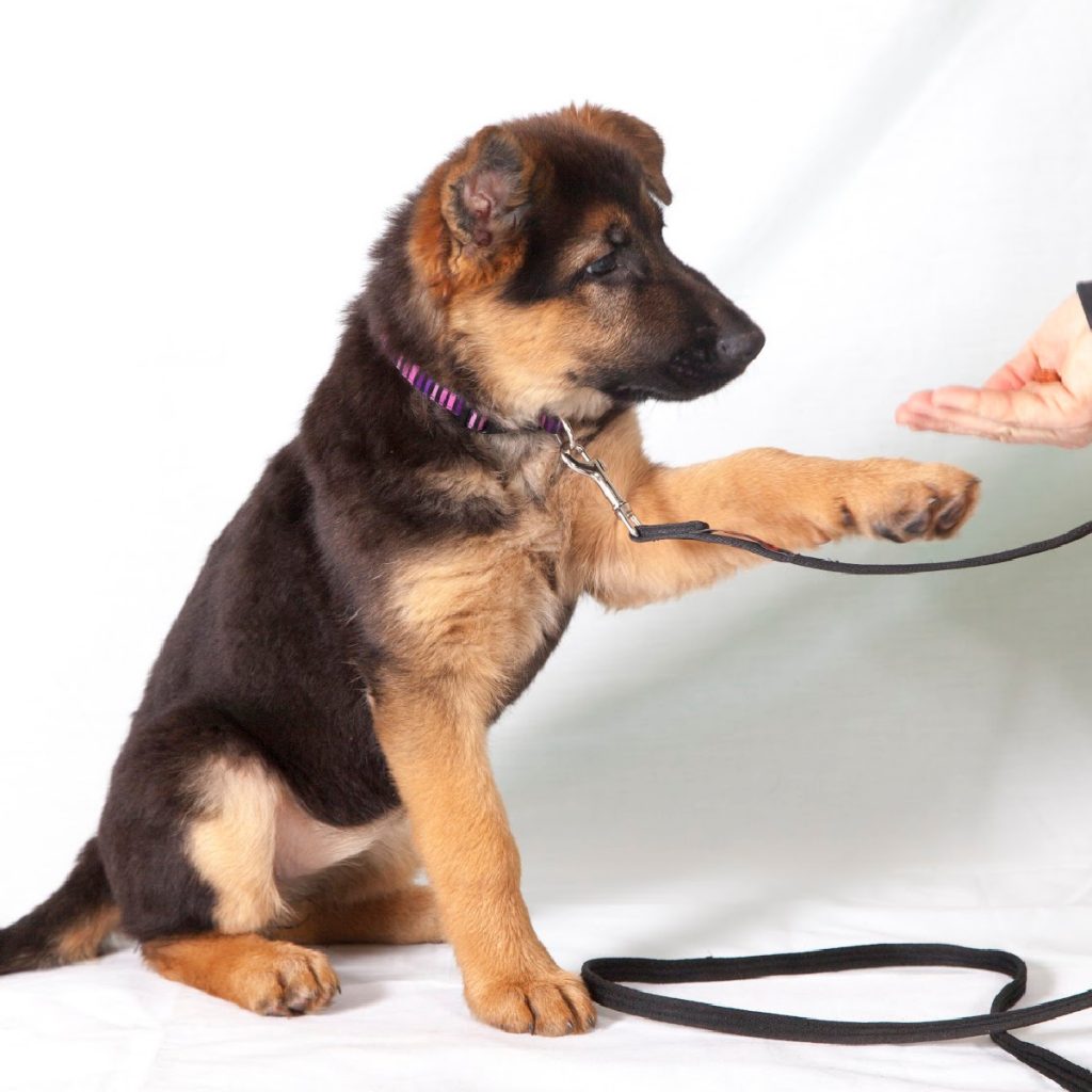 Cute Shepherd learning German dog training commands