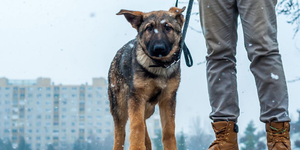 Having trouble leash training your German Shepherd puppy? Our easy 8-step guide will have your pup walking nice on a leash in no time!