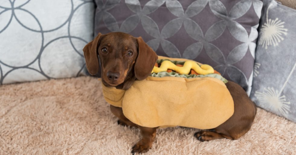 What Is The Best Size Crate For a Miniature Dachshund? Alpha Trained Dog