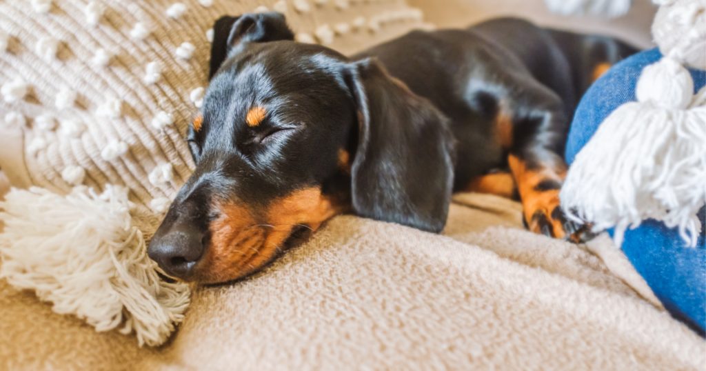 What Is The Best Size Crate For a Miniature Dachshund? Alpha Trained Dog