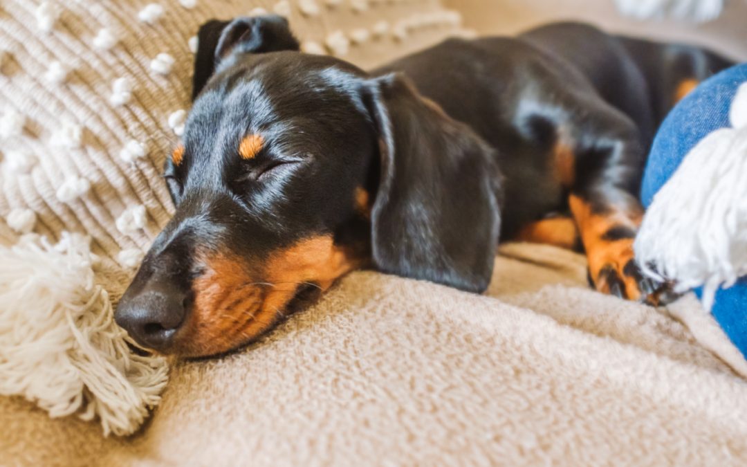 What Is The Best Size Crate For a Miniature Dachshund?