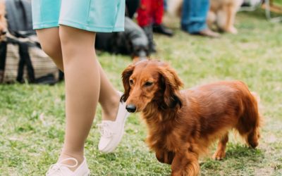 Top 7 Best Dachshund Training Books to Read Right Now