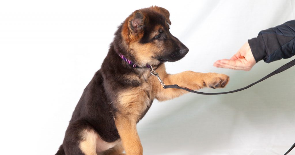 a German shepherd puppy learns through the force-free method of dog training