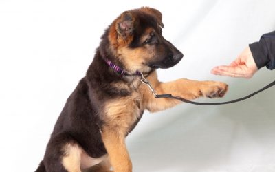 7 Helpful German Shepherd Training Videos to Watch Now