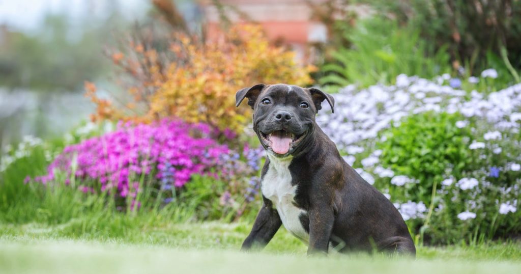 How To Potty Train A Pitbull Puppy