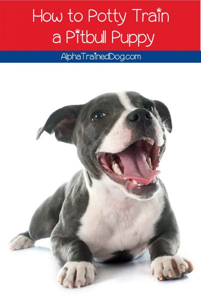 Need to know how to potty train a pitbull puppy? Don't worry, it's actually a lot easier than you might think! Read on to learn more!