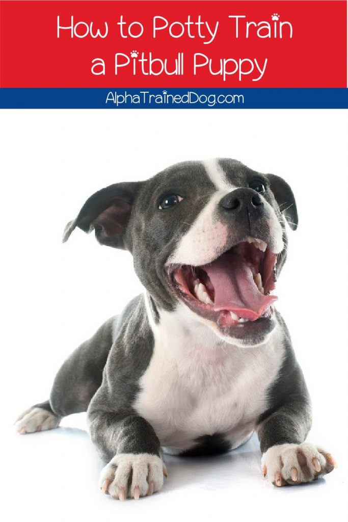 How To Potty Train A Pitbull Puppy Don T Worry It S Easy Alpha Trained Dog