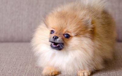 How to Stop a Puppy From Biting and Growling