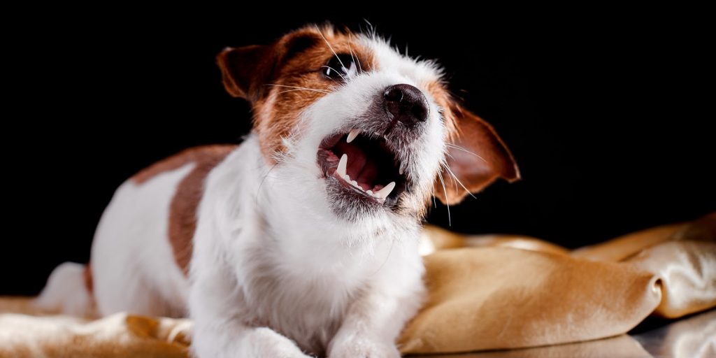 How to Stop a Puppy From Biting and Growling Alpha Trained Dog