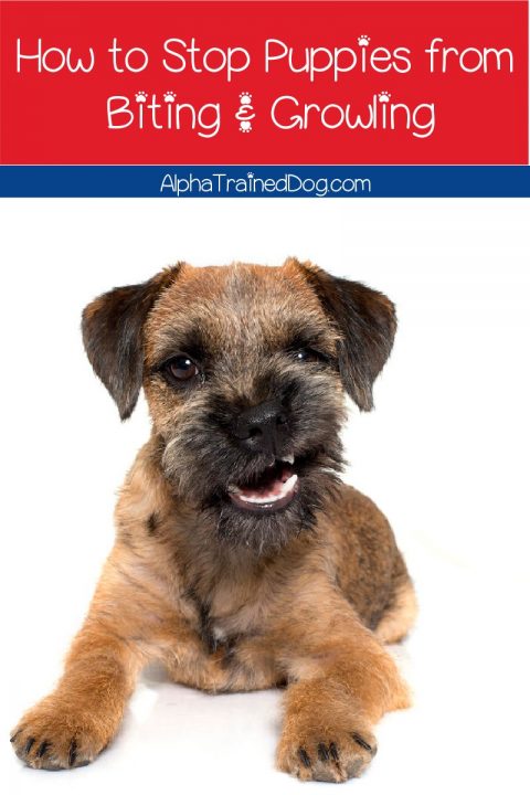 Image showcasing How to Stop a Puppy From Biting and Growling - Alpha Trained Dog