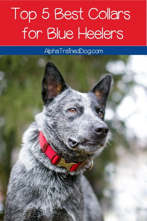 What is the Best Collar for Blue Heeler Dogs? (Complete Guide)