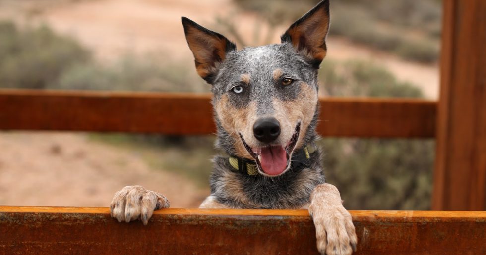 Top 5 Best Kennels for a Blue Heeler Review Guide)