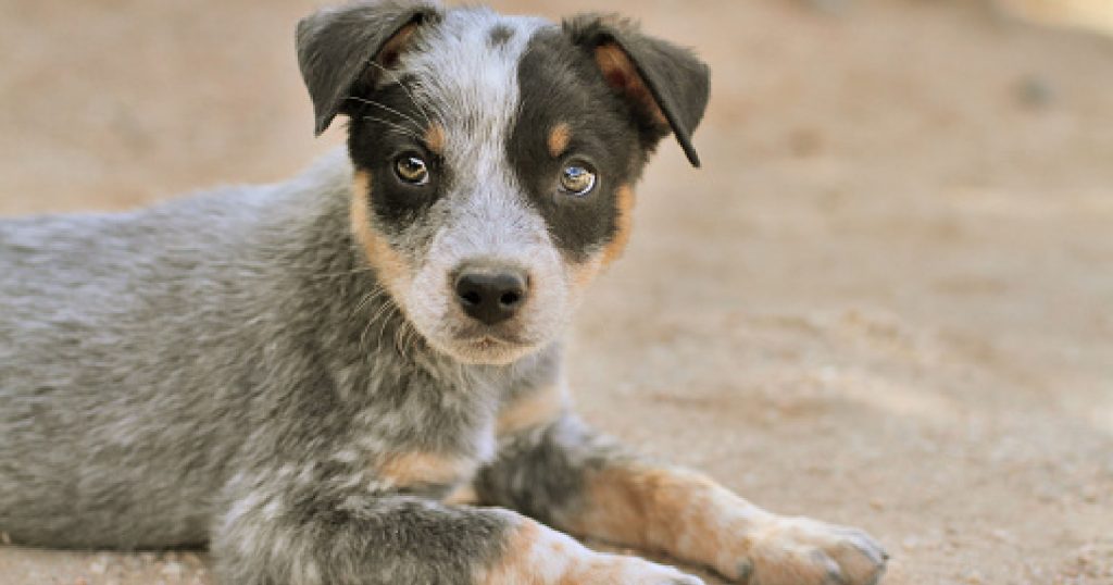 why do blue heelers bite so much