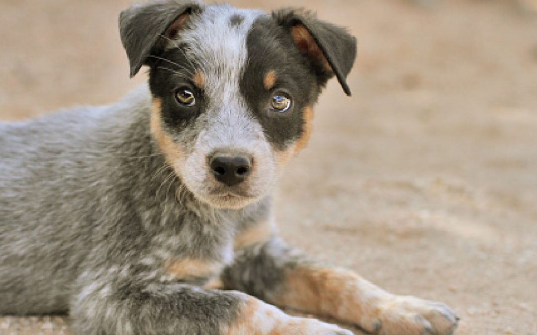How to Socialize a Blue Heeler Puppy: Complete Guide With Proven Tips