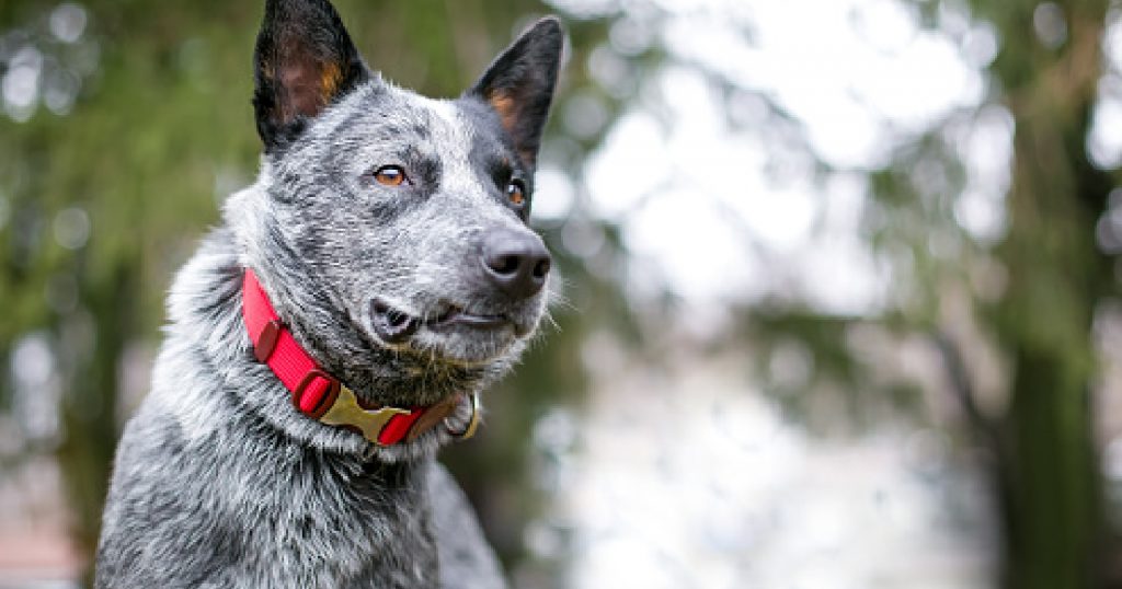 Looking for the best kennel for a blue heeler? We have five amazing options for you! Check them out, along with complete reviews for each!