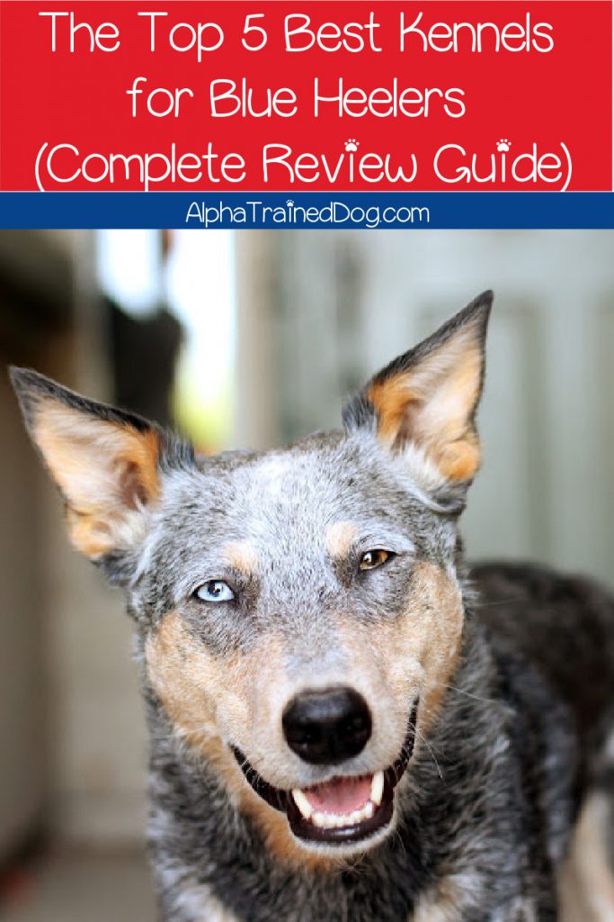 Looking for the best kennel for a blue heeler? We have five amazing options for you! Check them out, along with complete reviews for each!