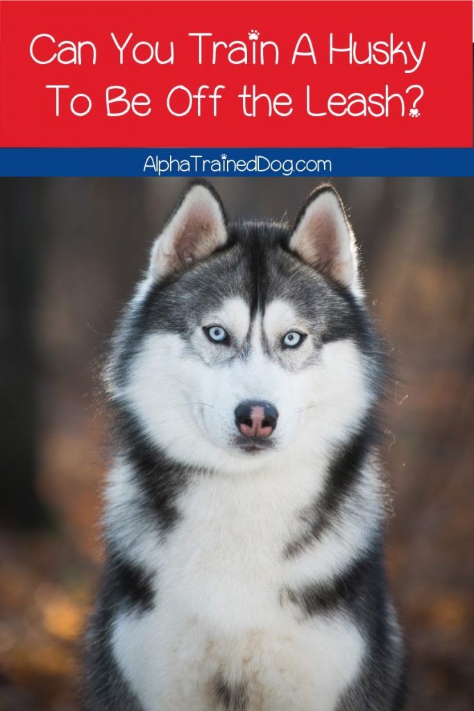 Can you train a husky to be off leash and actually trust that he won't run away? Read on to find out the answer!