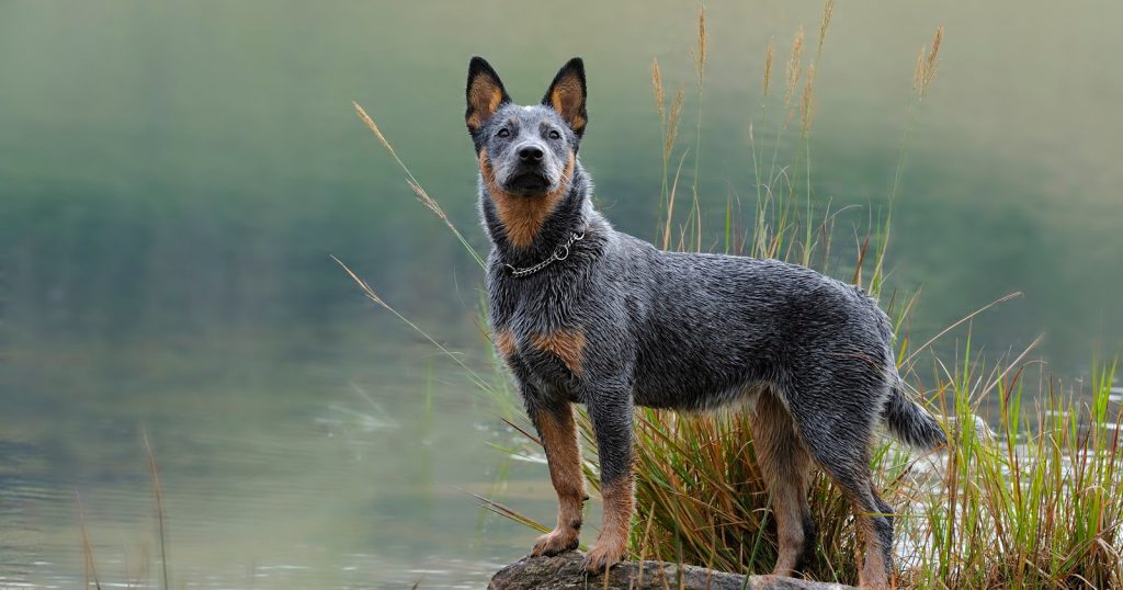 How do you train a Blue Heeler to stay? It's easy! This breed is intelligent and eager. Read on to learn how to do it!