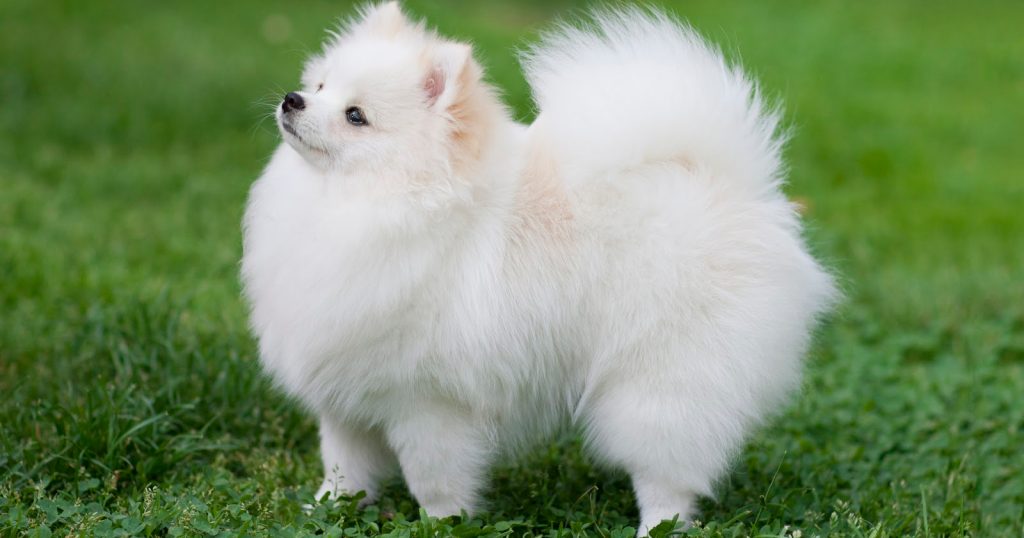 can you train a pomeranian not to bark