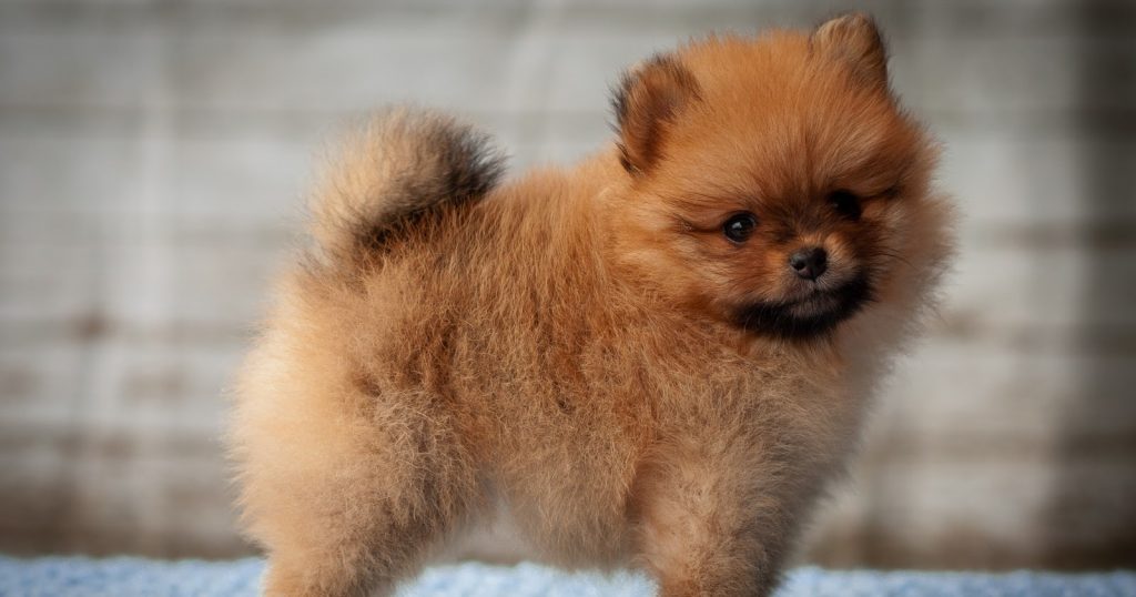 Wondering how to train a Pomeranian puppy not to bark? Check out our ultimate guide with six tried and true methods!