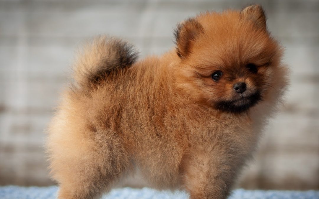 How to Train A Pomeranian Puppy Not To Bark: 6 Tried & True Methods
