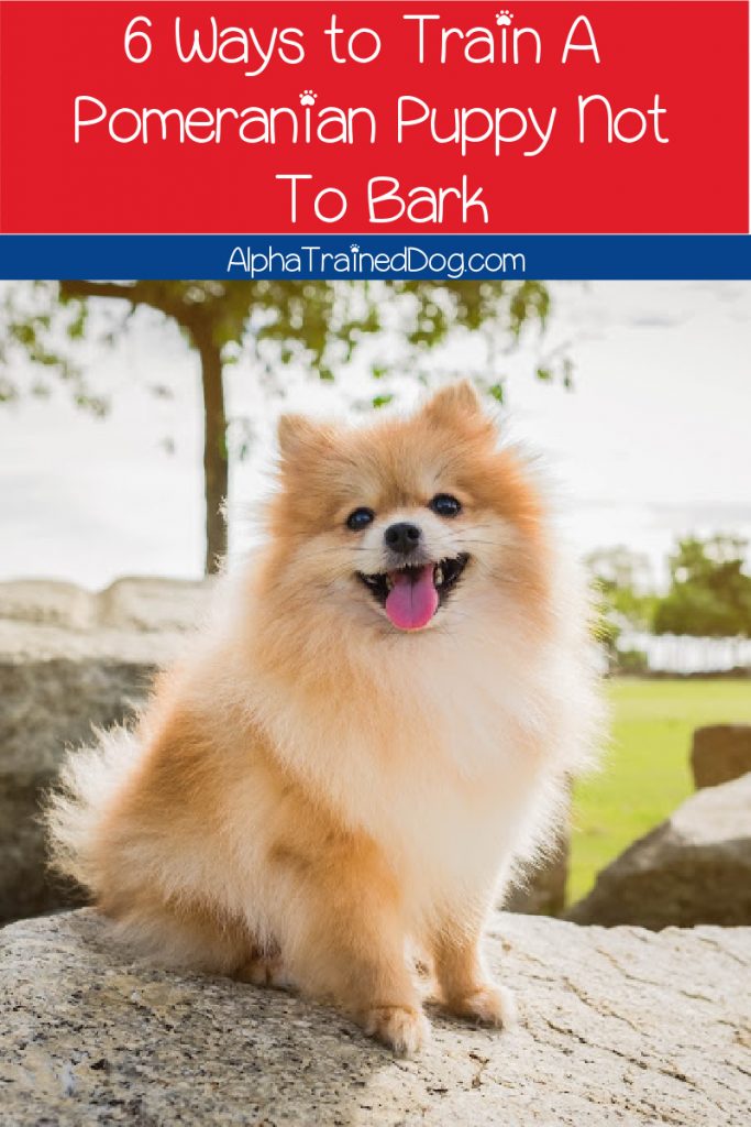 can you train a pomeranian not to bark