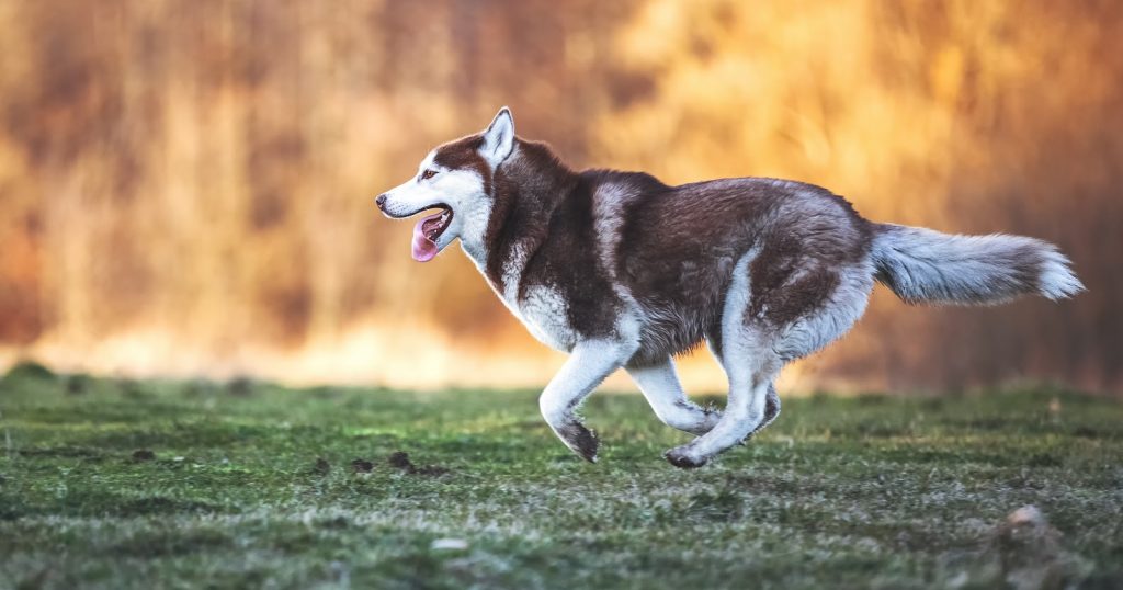 Husky Dogs