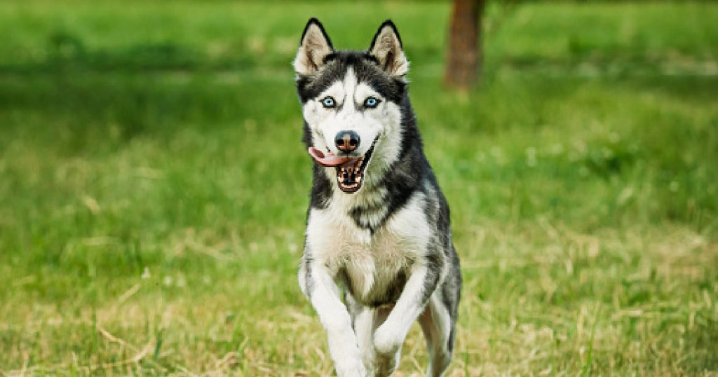 Want to know how to train a husky not to run away? Wondering why they're so prone to escaping in the first place? Read on for the answers!