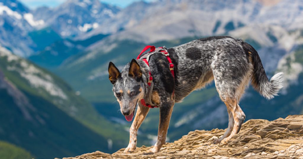 Best harness for australian cattle dog sale