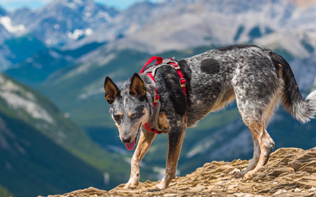 How to Train a Blue Heeler to Walk on a Leash (Complete Guide with Proven Tricks)
