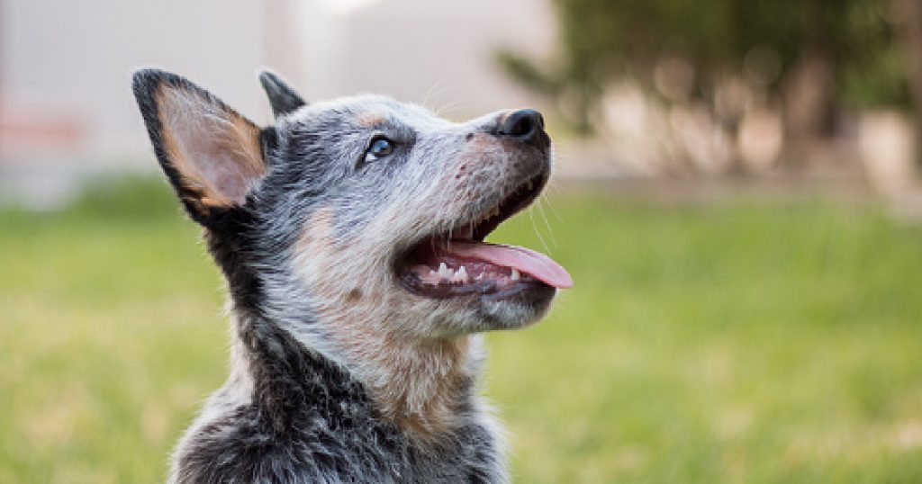 Best harness outlet for blue heeler