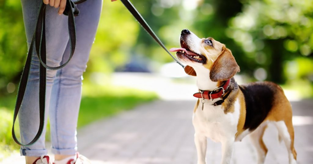 Virtual dog training vs in-person dog training: which one is more effective? Read on for our complete comparison to find out!