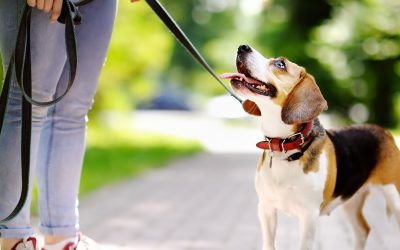 30 Positive Reinforcement Tips to Make Training Your Dog Easier!